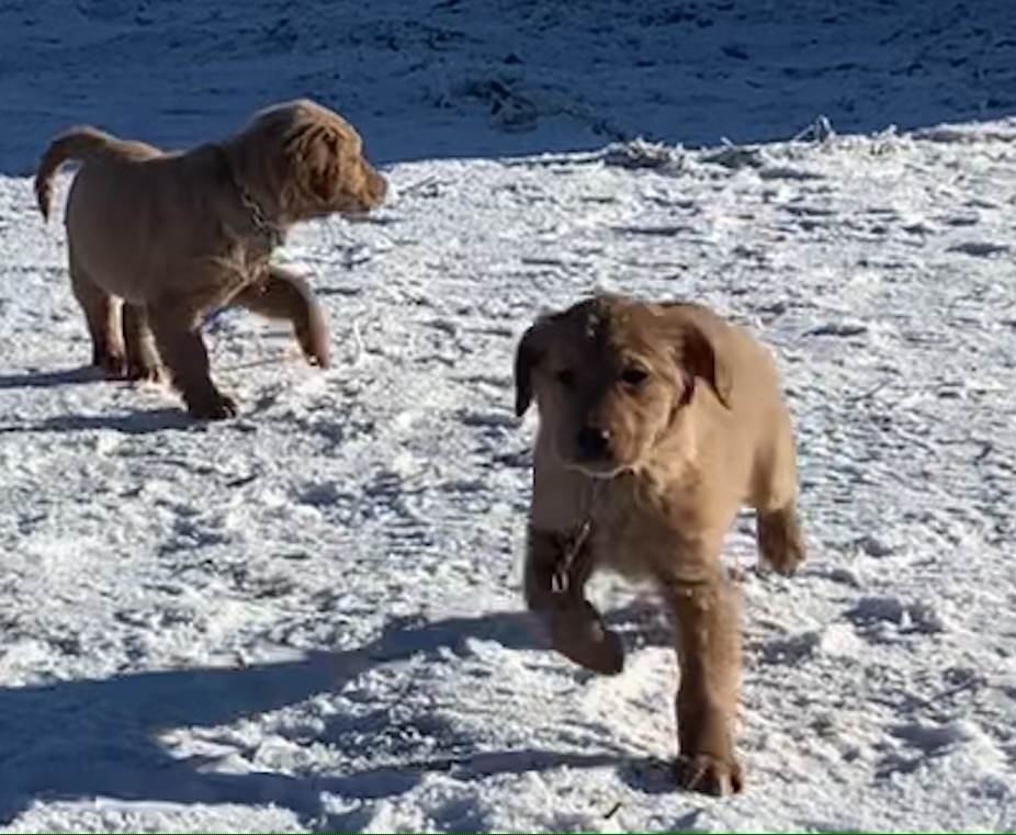 two golden retriever puppies running