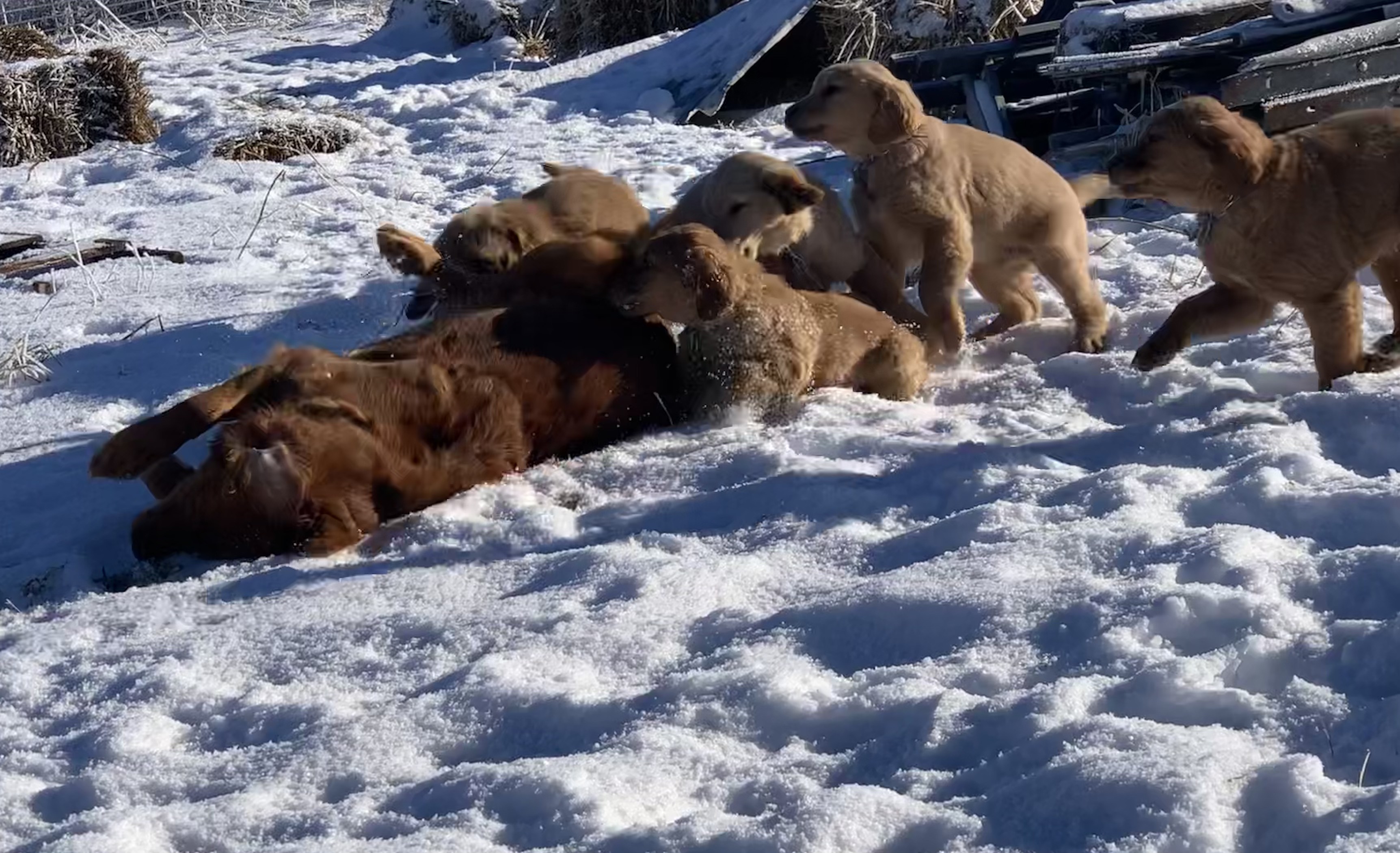five golden retriever puppies playing with their mother in the snow