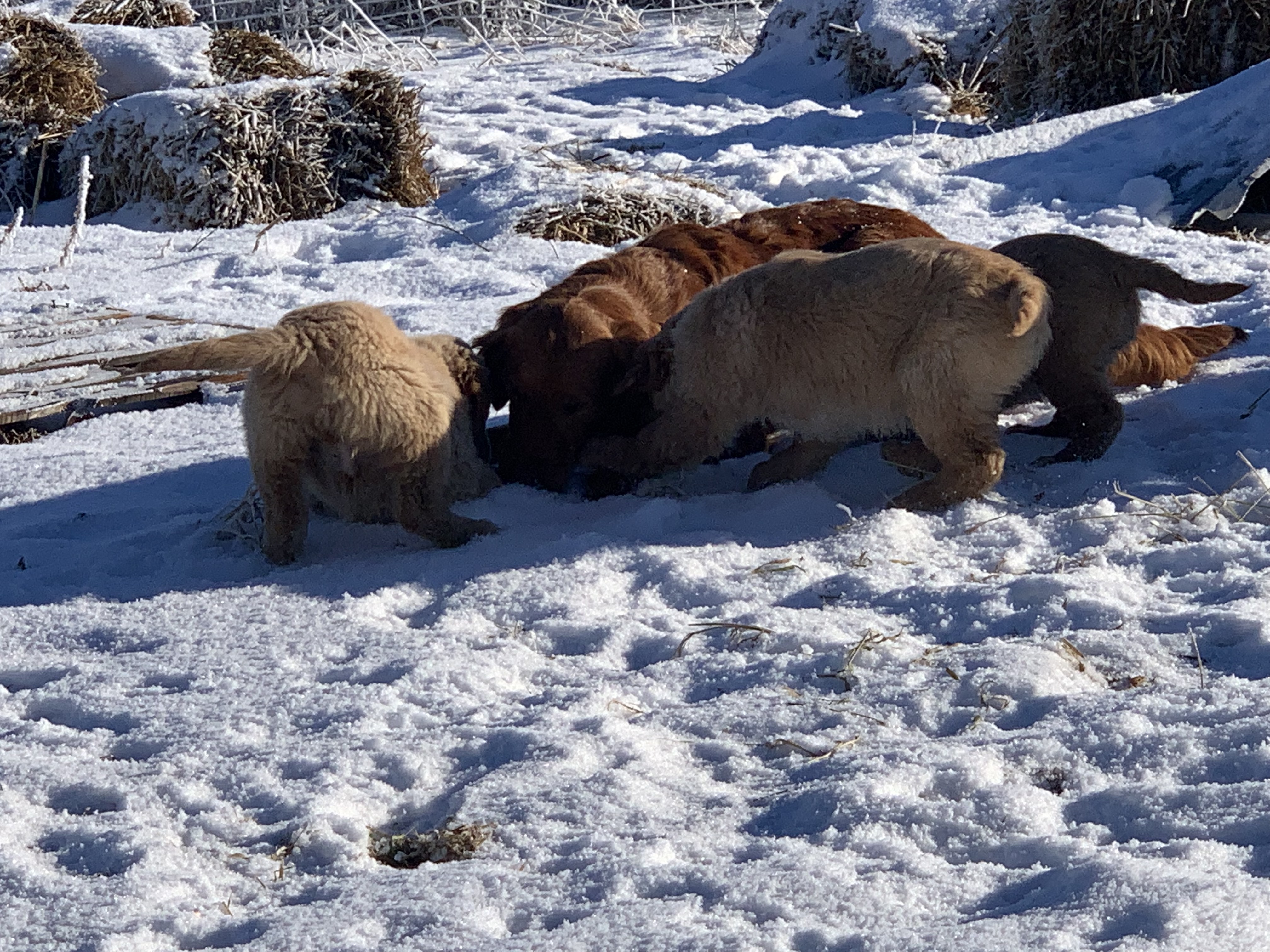 three golden retriever puppies learning how to dig with mom
