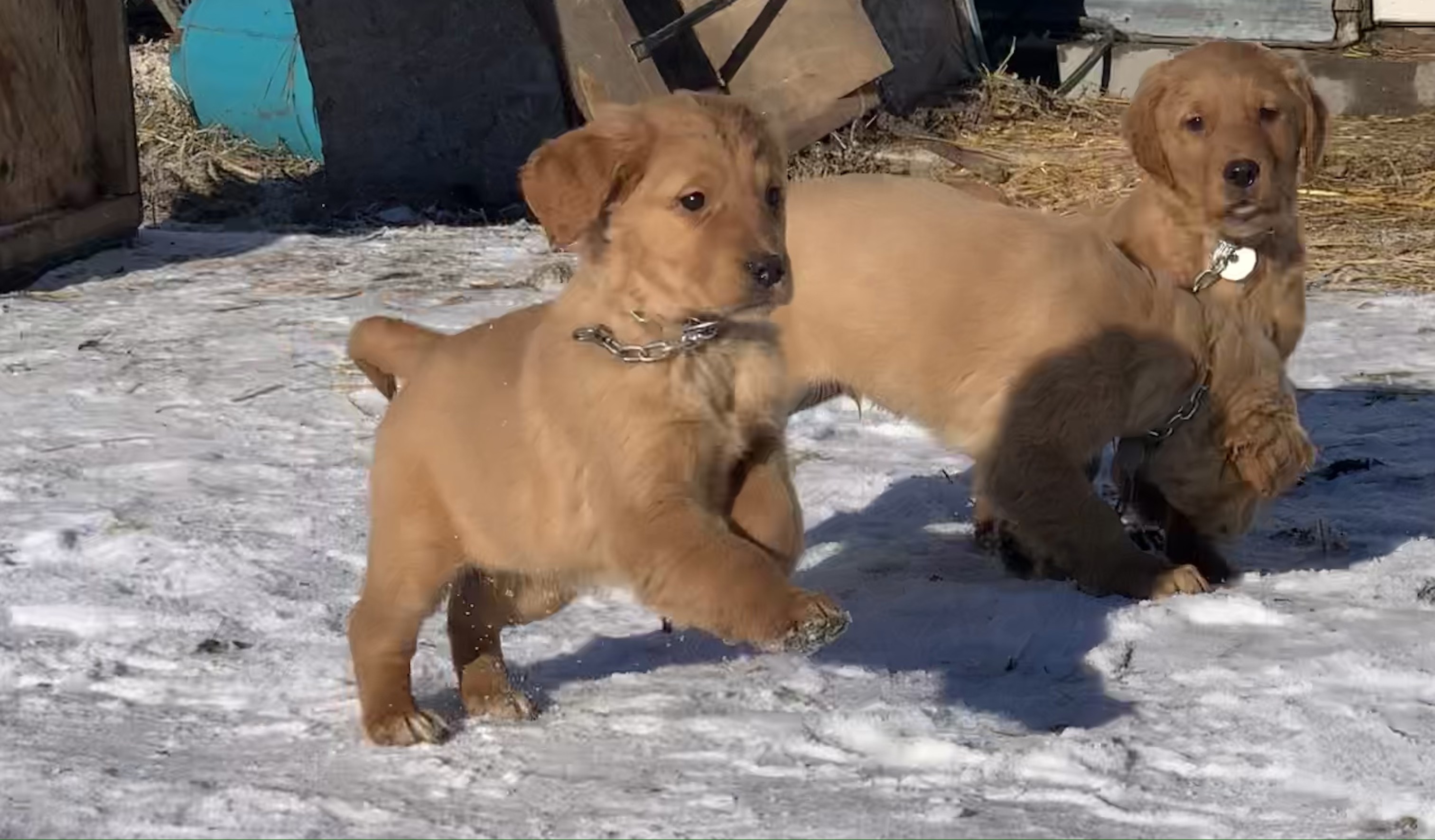 three golden retriever puppies running and jumping